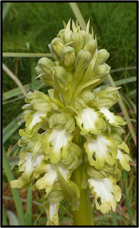 Ophrys sipontensis